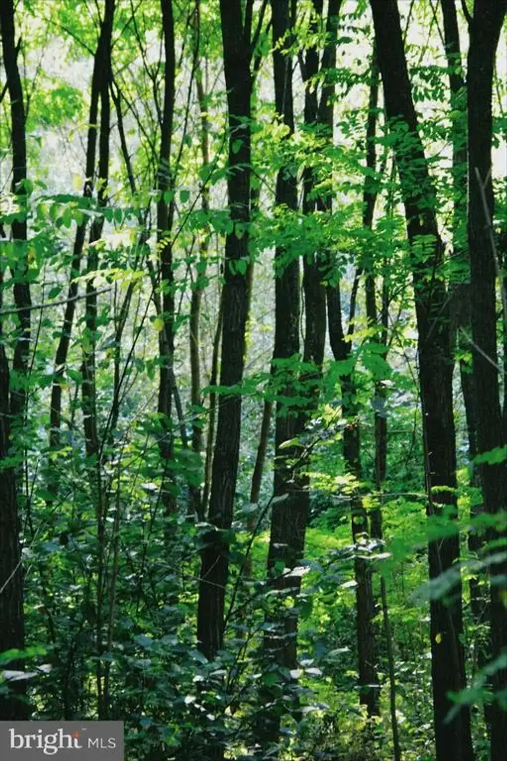 0 National Forest Access Rd, LURAY