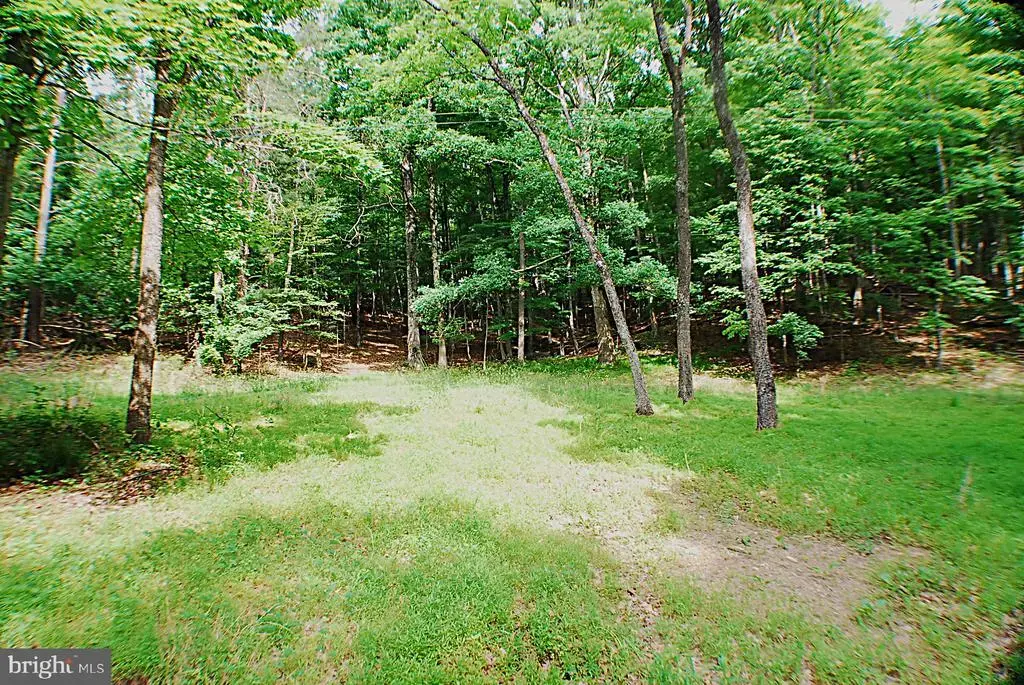 Lot 5 Snake, WINCHESTER