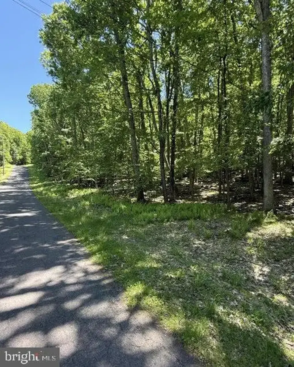 Paper Birch N, TAFTON