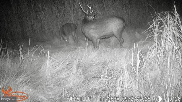 2703 Toddville Rd, Toddville