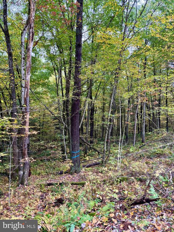 1 Beech Creek Mountain Rd, Beech Creek