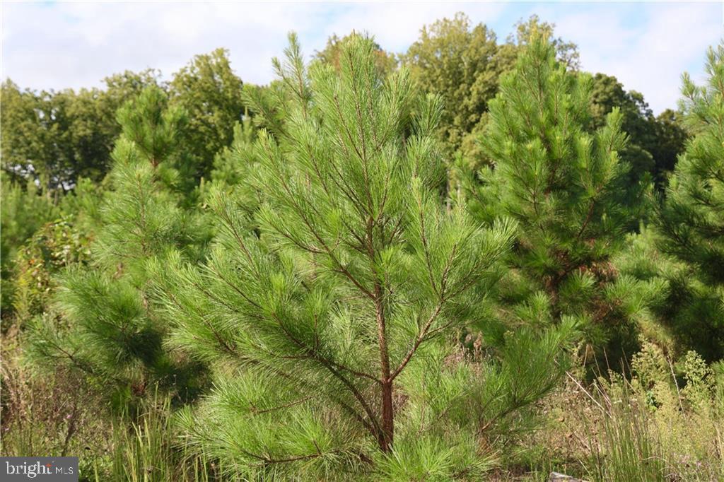 0000 Cross County Rd, MINERAL VA MINERAL Lots/Land Homes For Sale