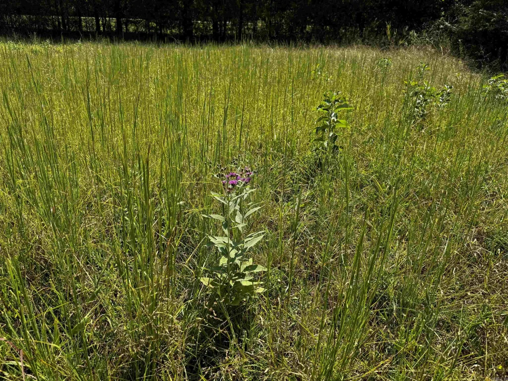 Tbd Lynda Lane, Oden