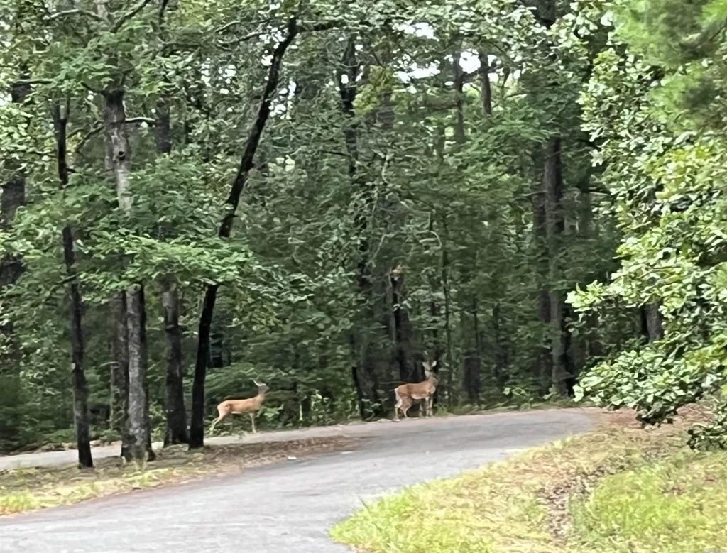 2 Caceres Pl, Hot Springs Village