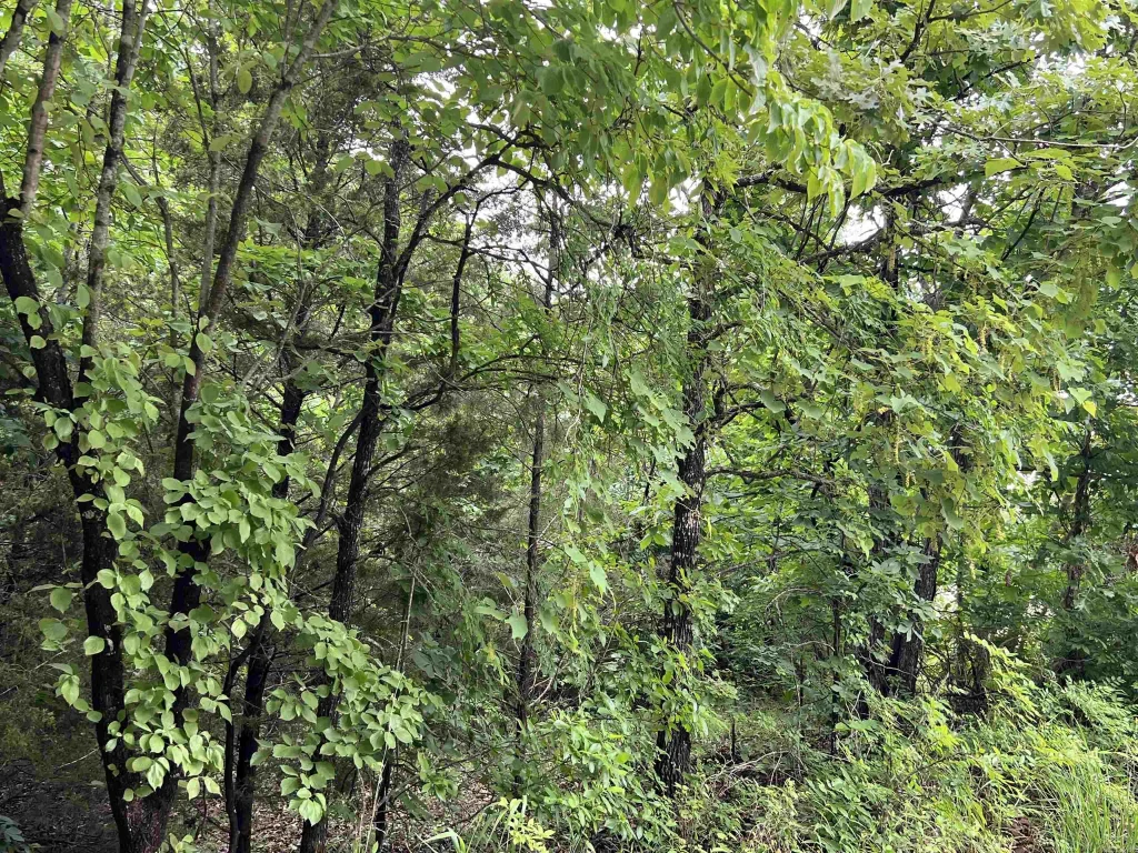 000 Hwy 63 S, Mammoth Spring