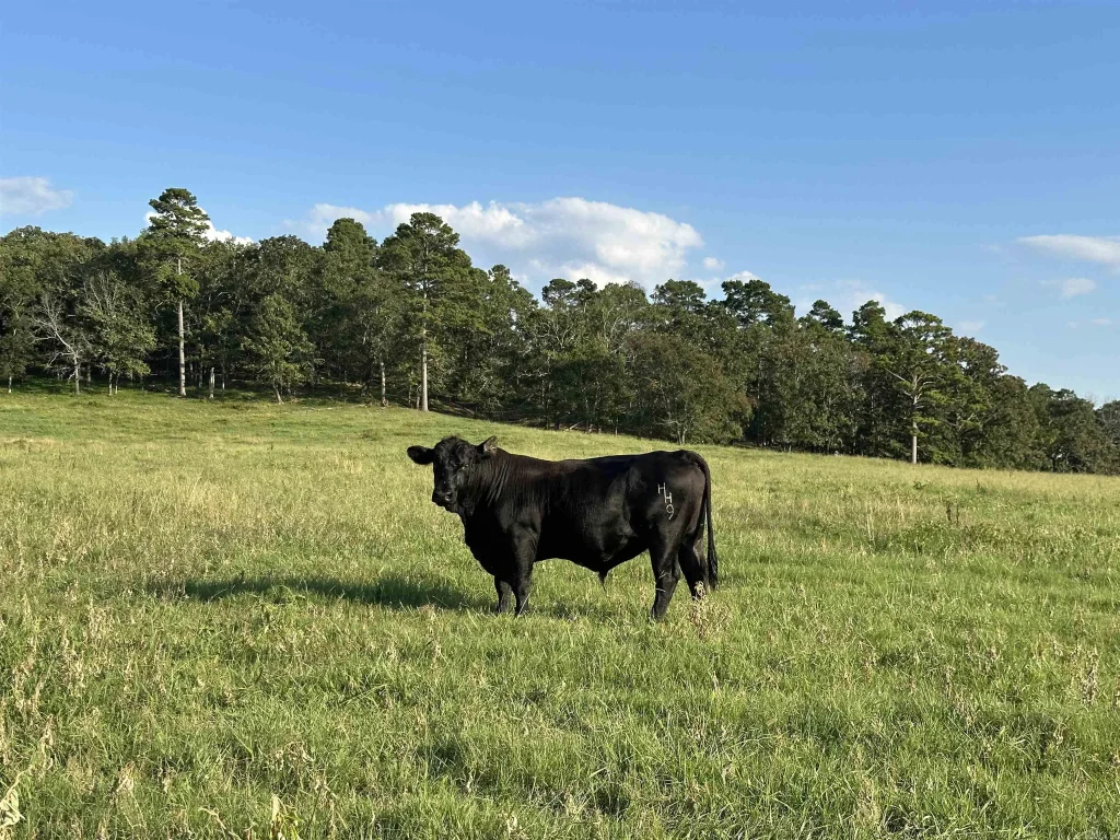 181 Lovers Lane, Bigelow