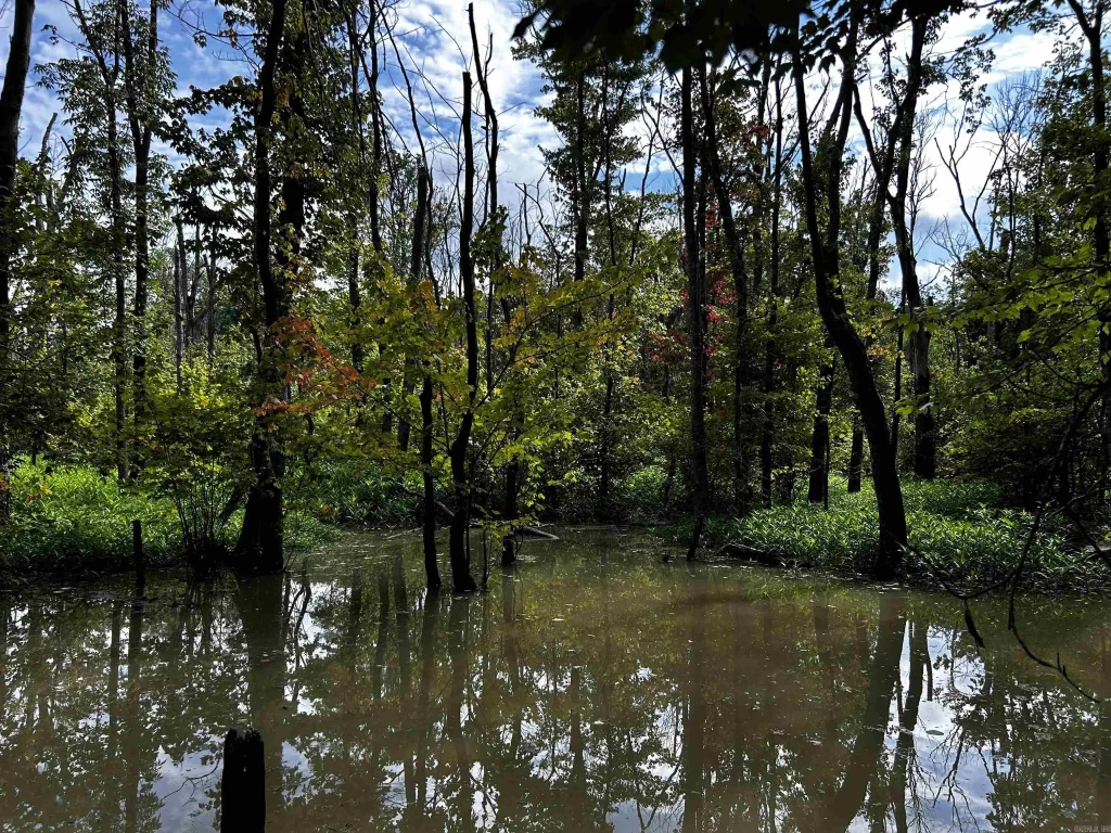 Woodfin Road, Cotton Plant