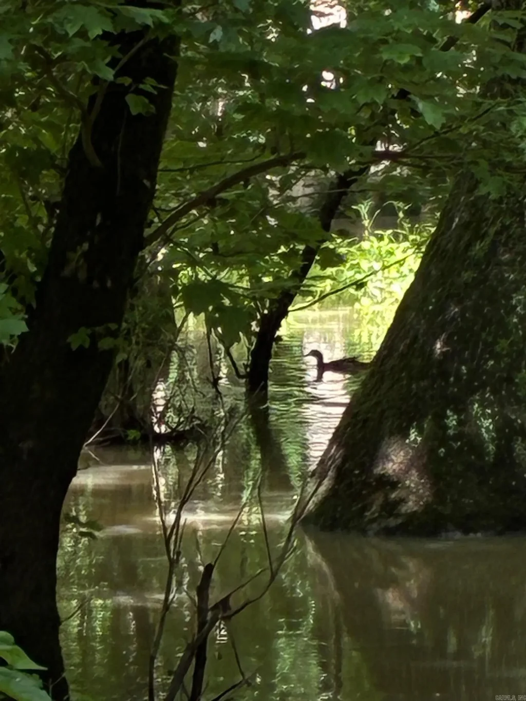 Casey Road, Cotton Plant