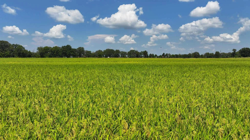 00 Highway 49 Highway, Brinkley