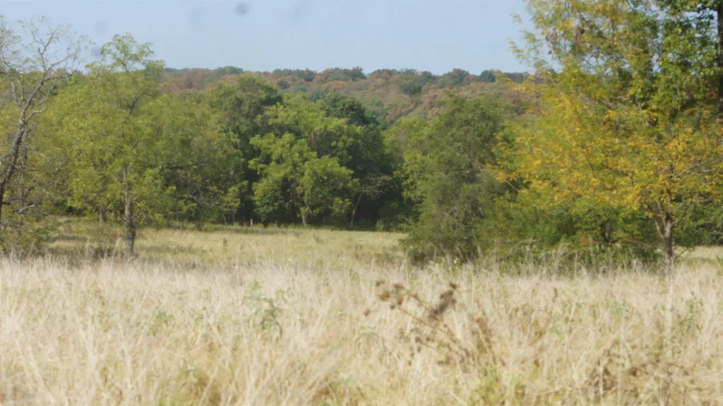 Tbd Shiloh Road, Ash Flat