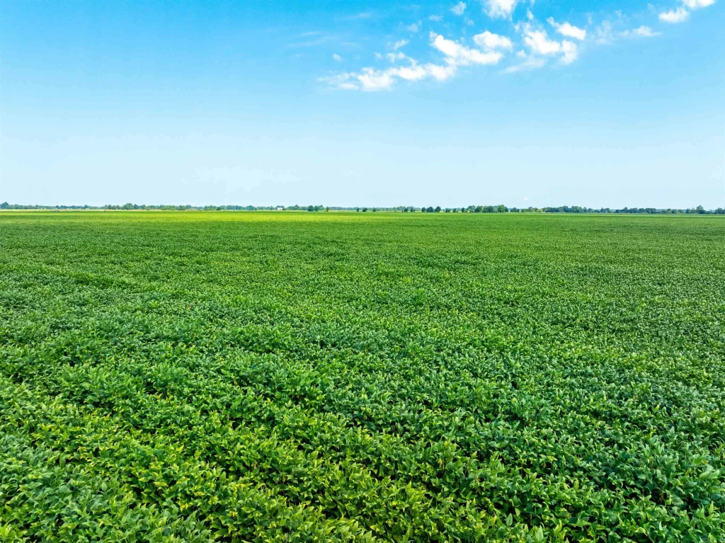 Lawrence 737 And 556, Alicia