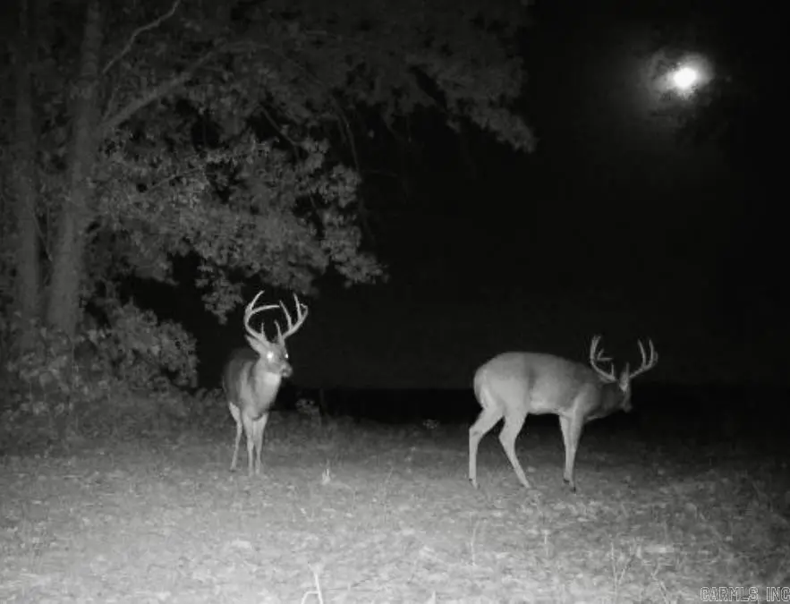 00 Undisclosed, Bono