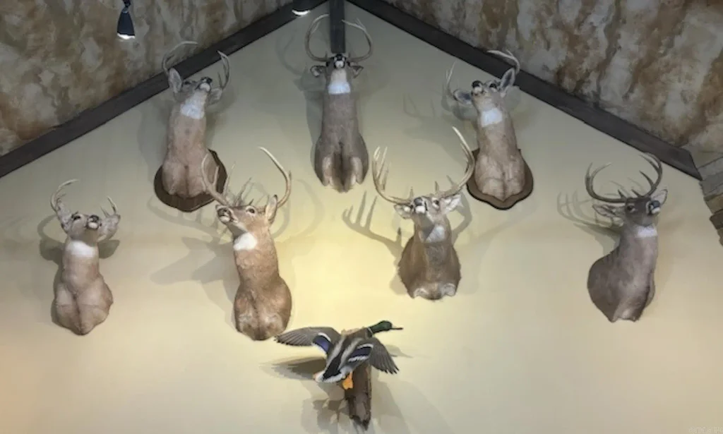 201 Morgan Loop Rd Road, DeWitt