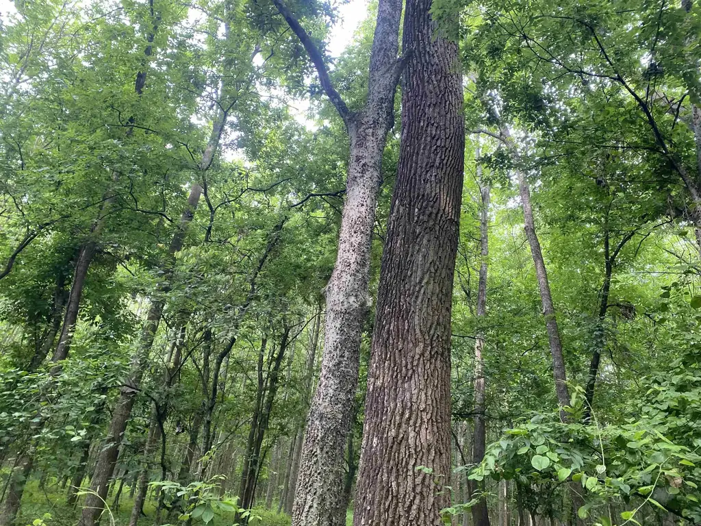 10 Acres County Road 326, Jonesboro