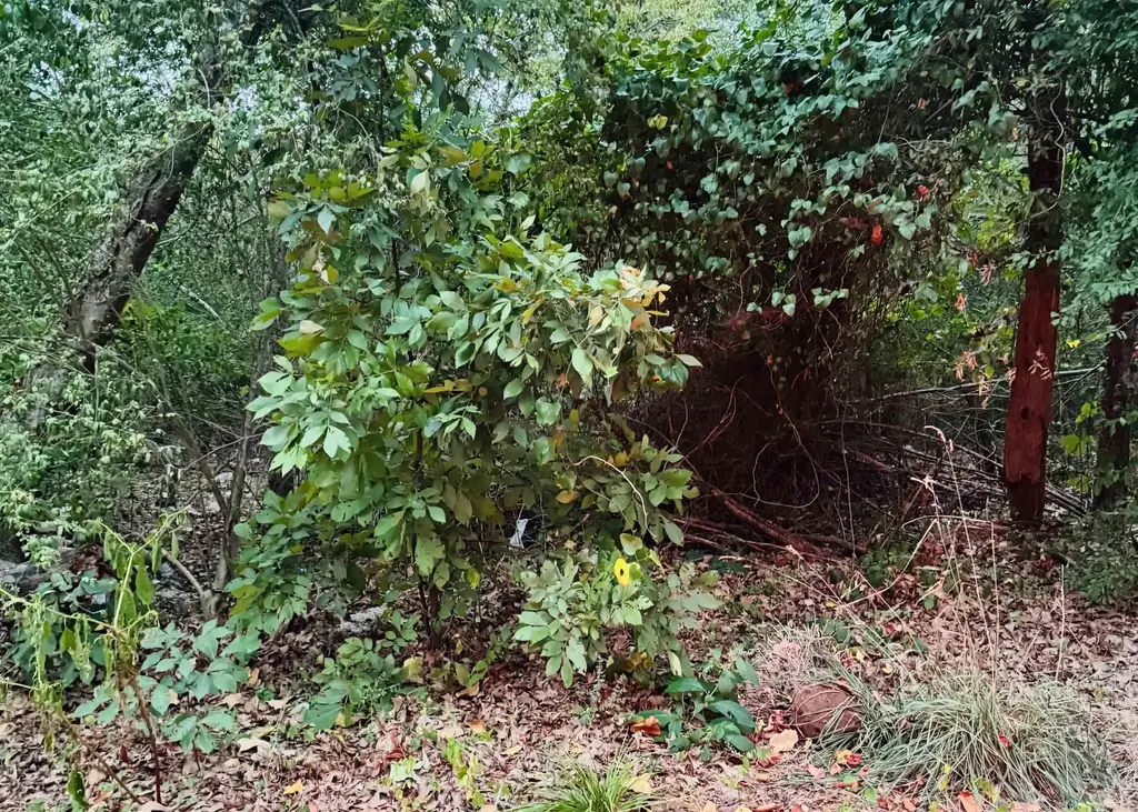 Lot 24 Lee Summit Dr., Little Rock