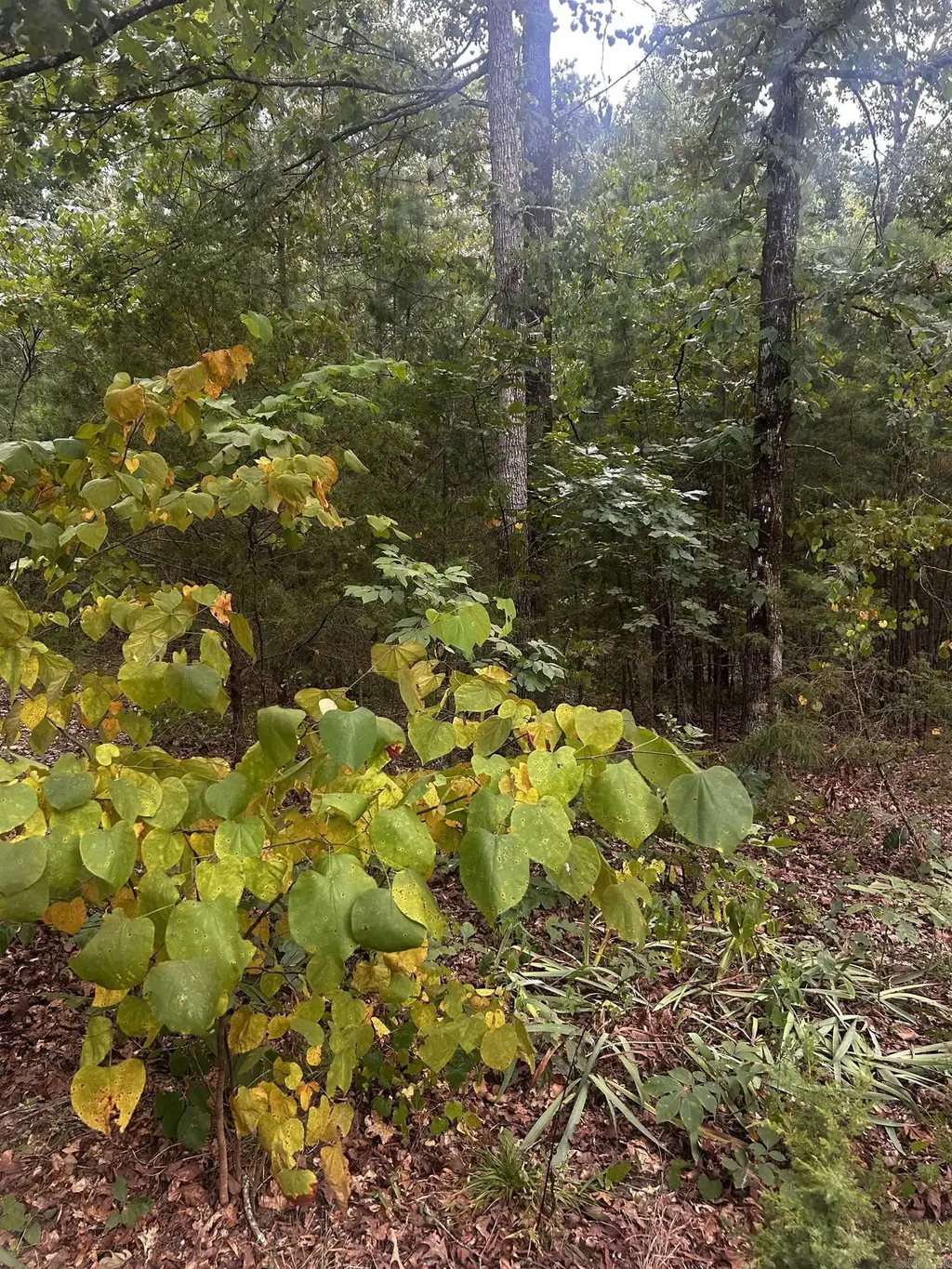 1223 Mill Creek Road, Higden