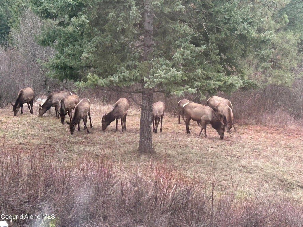 21160 N Corbin Hill Rd., Hayden