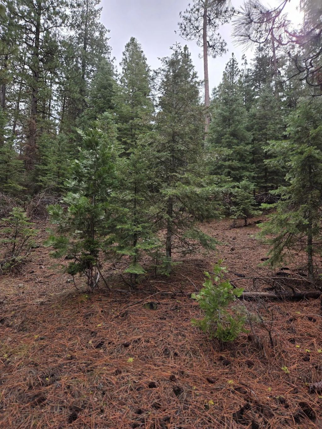 0 E Yak / Hwy 140 Lane Lot 1, Bonanza