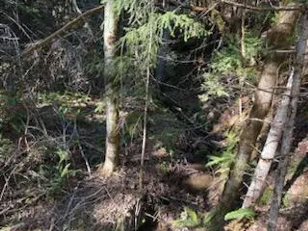 0 French Peak Road 405, Cave Junction