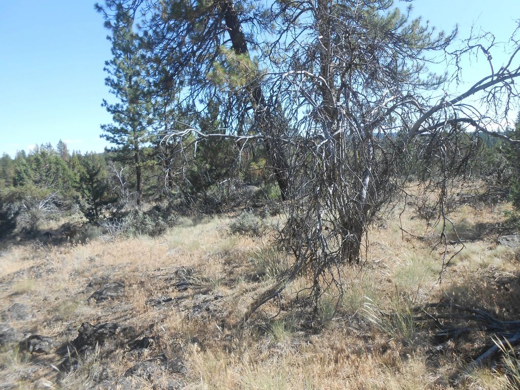 0 Ground Squirrel Drive, Bonanza