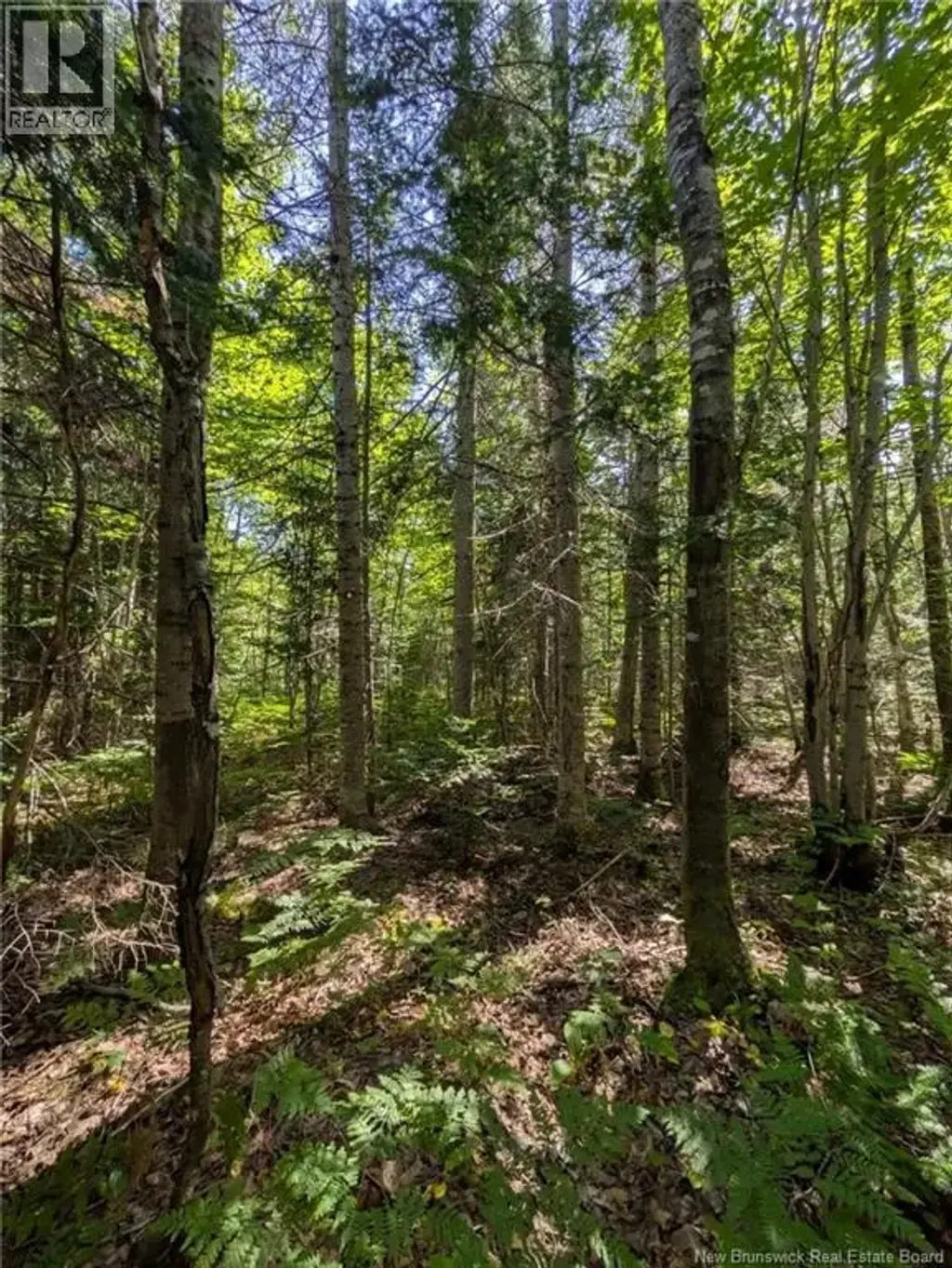 28 Acres Rue Des Fondateurs, Petit-Paquetville