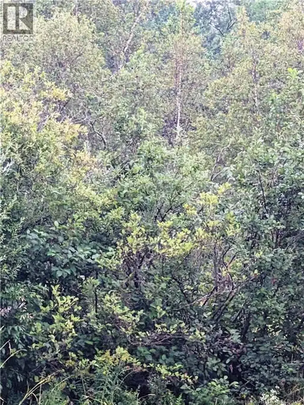 Lot Saint-philippe, Saint-Philippe