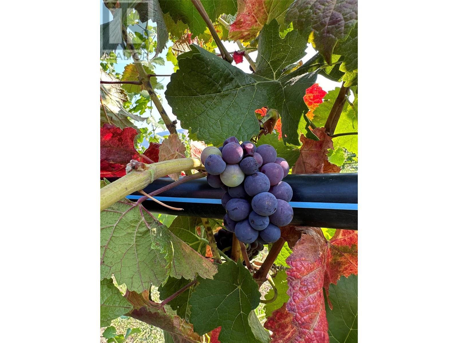 10450 Matner Lane. Coldstream, British Columbia