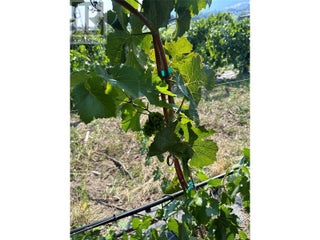 10450 Matner Lane. Coldstream, British Columbia