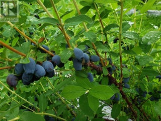 20412 Garnet Valley Road. Summerland, British Columbia