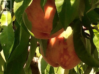 459 18 Road. Oliver, British Columbia