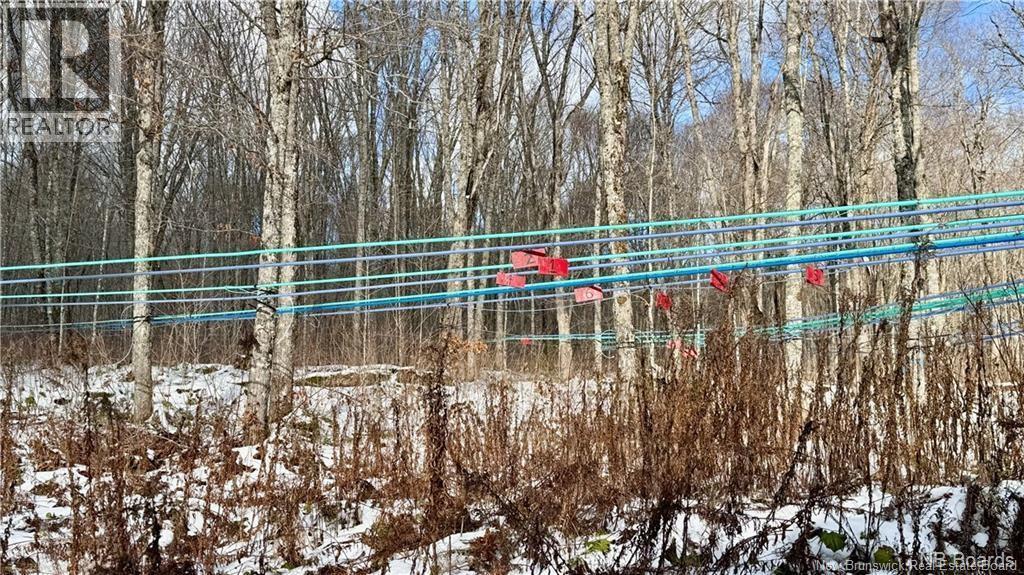 Photo of Listing #NB130689