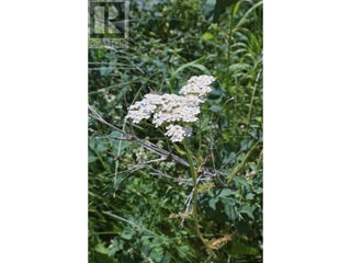 1000 Halfway Lake Road. Princeton, British Columbia