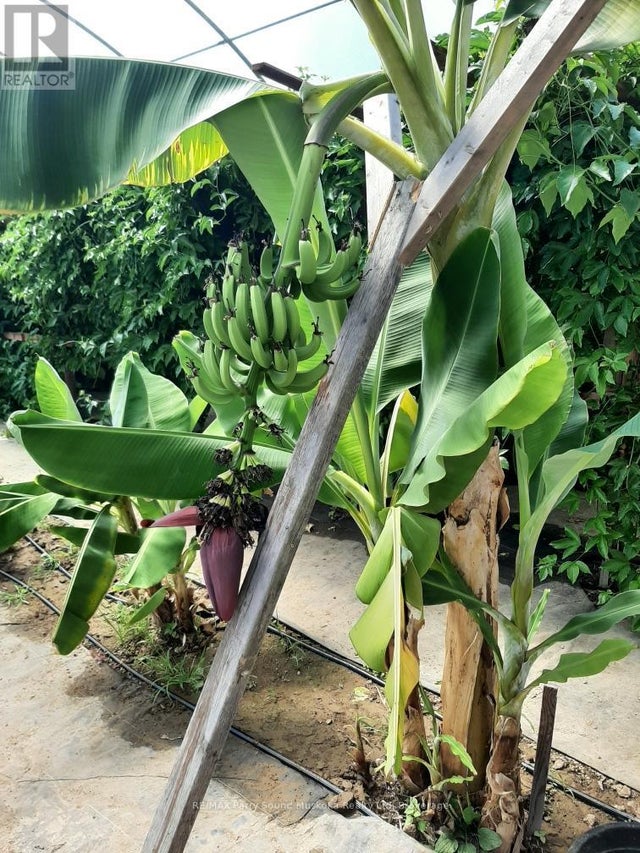 791 Clear Lake Road, Parry Sound Remote Area (arnstein)