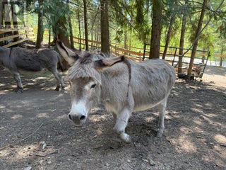 8280 Rogers Road. Vernon, British Columbia