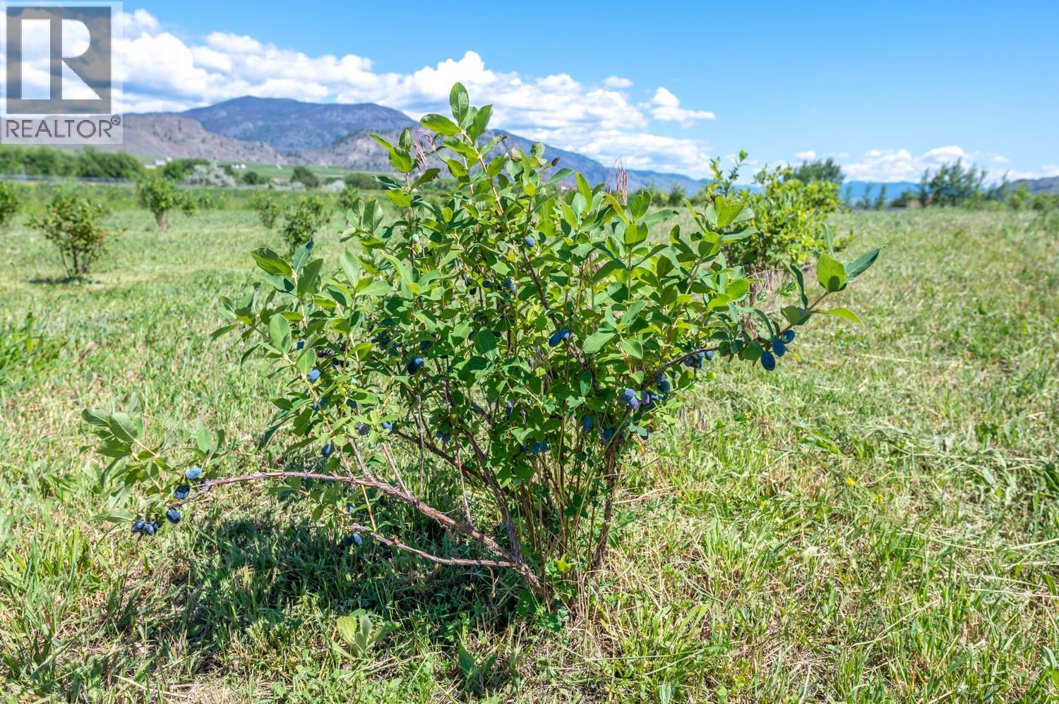 294 Road 18 Road. Oliver, British Columbia