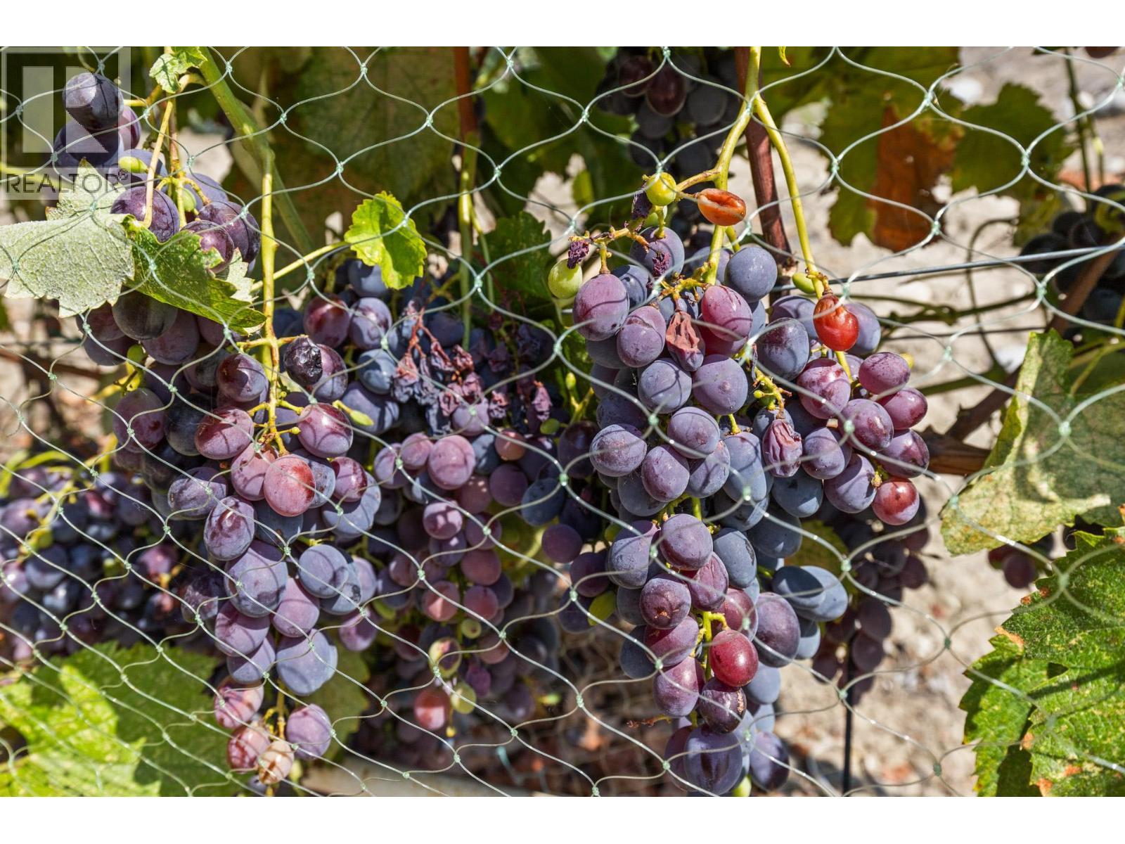 385 Matheson Road. Okanagan Falls, British Columbia