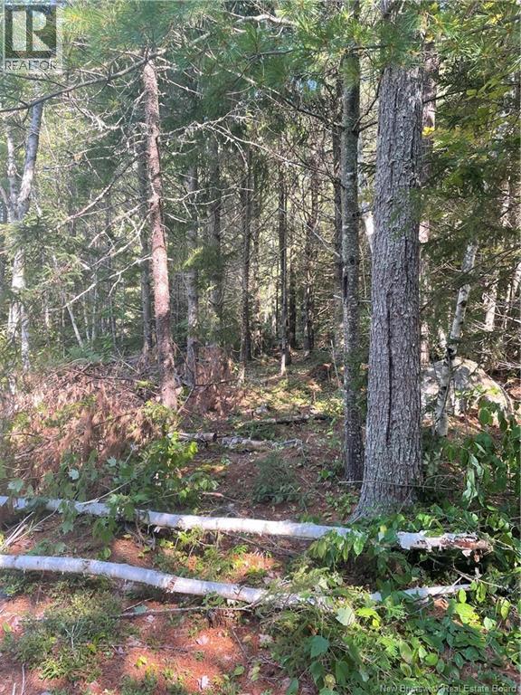 Photo of Listing #NB104487