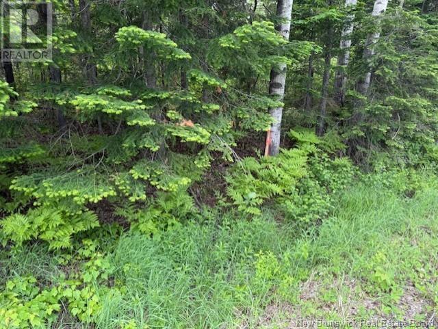 Photo of Listing #NB120432