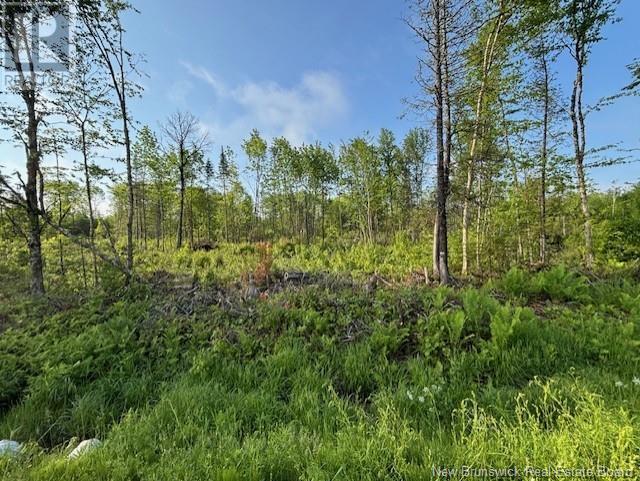 Photo of Listing #NB120589