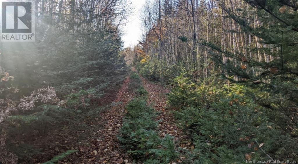 Photo of Listing #NB122277