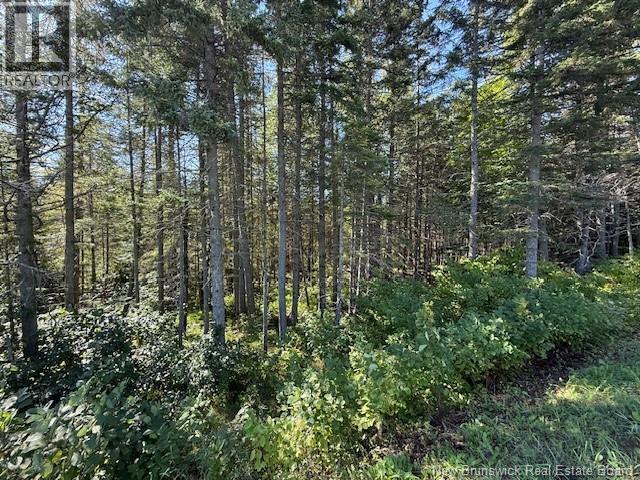 Photo of Listing #NB126069