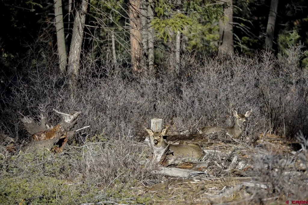 316 Loma Vista Court, Pagosa Springs