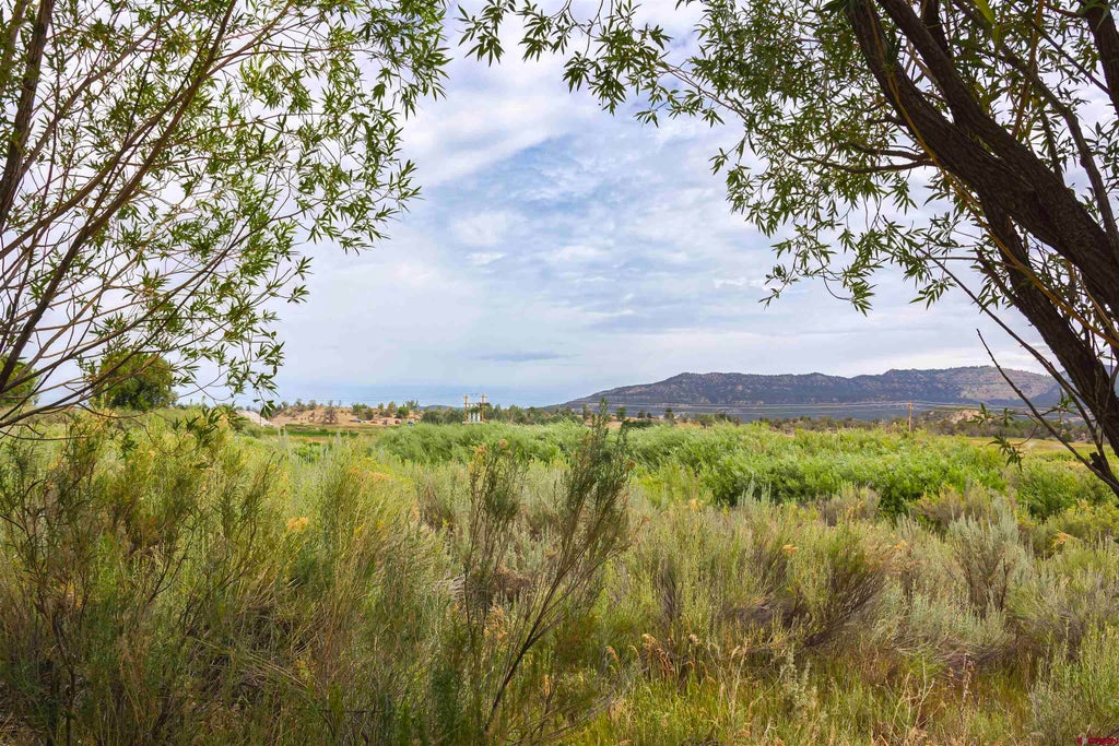 X Cox Circle, Arboles