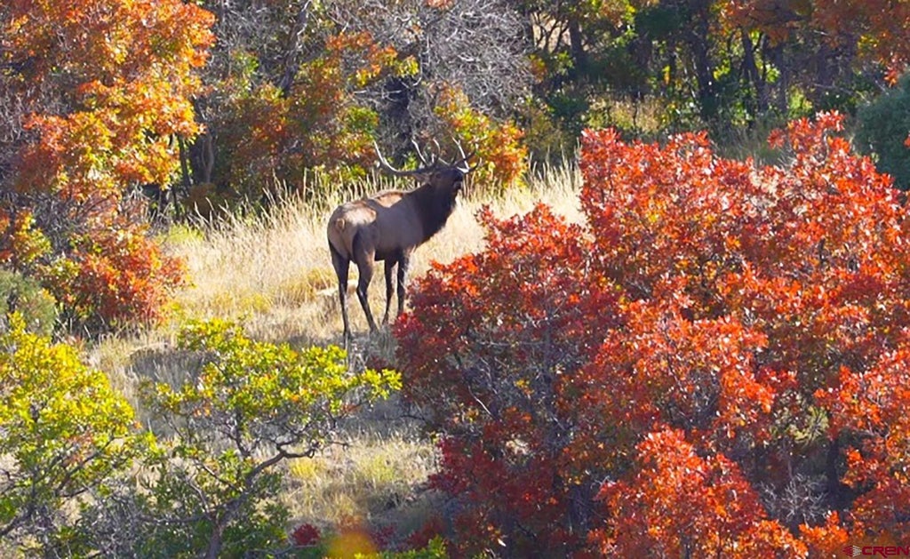 33339 Oak Mesa Road, Hotchkiss