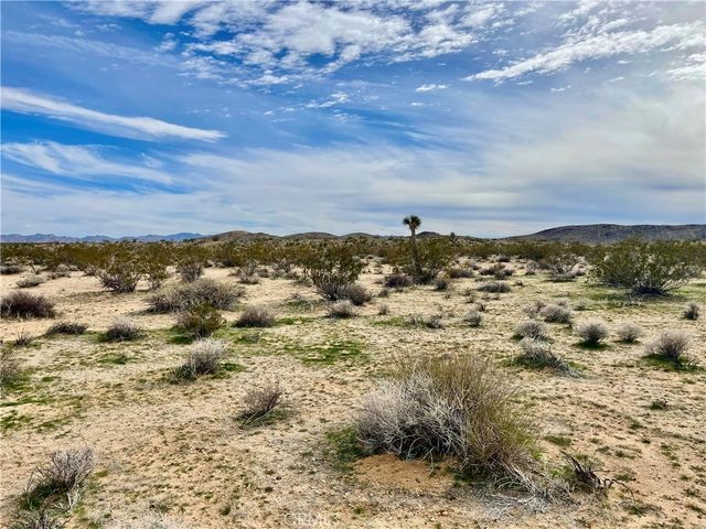 Willies Way, Joshua Tree