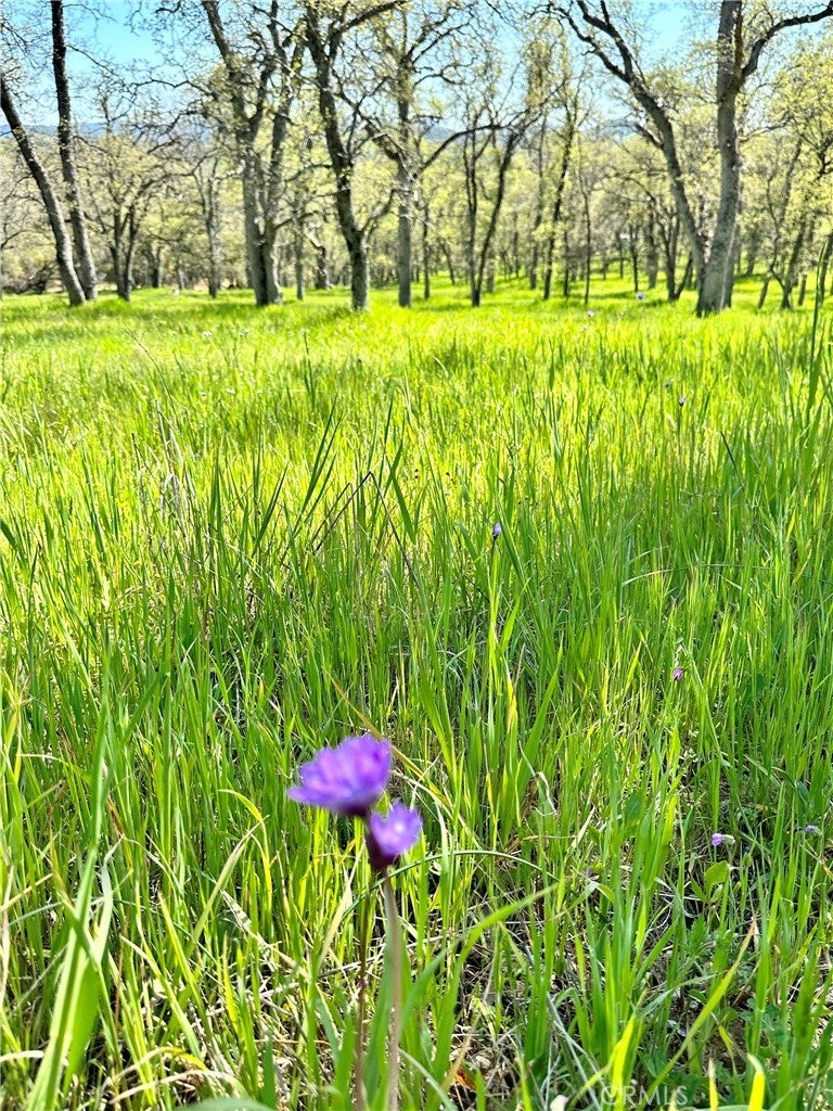 Photo of Listing #OC25066543