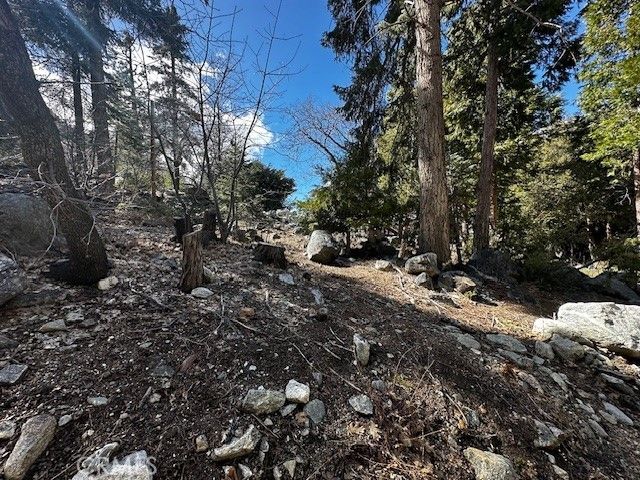 Fir, Forest Falls