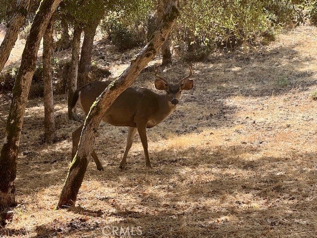 Photo of Listing #LC25080310