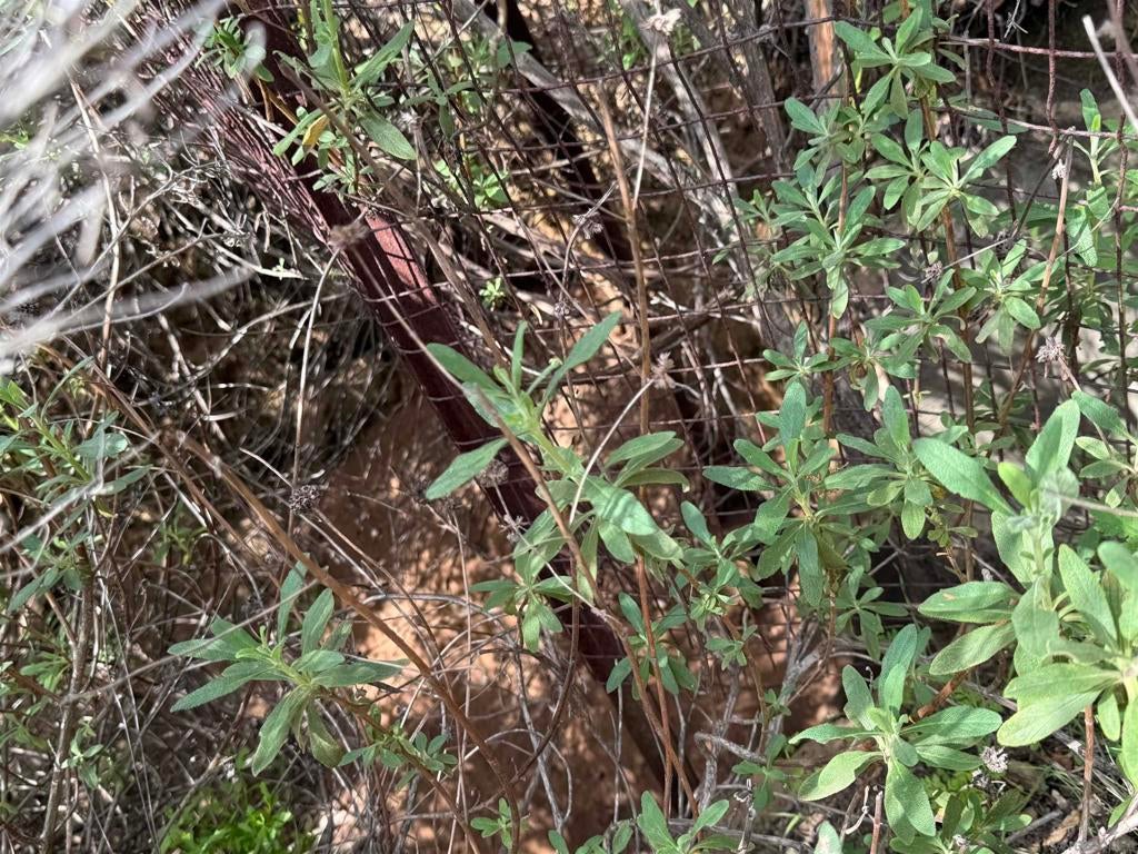 Photo of Listing #250027738SD