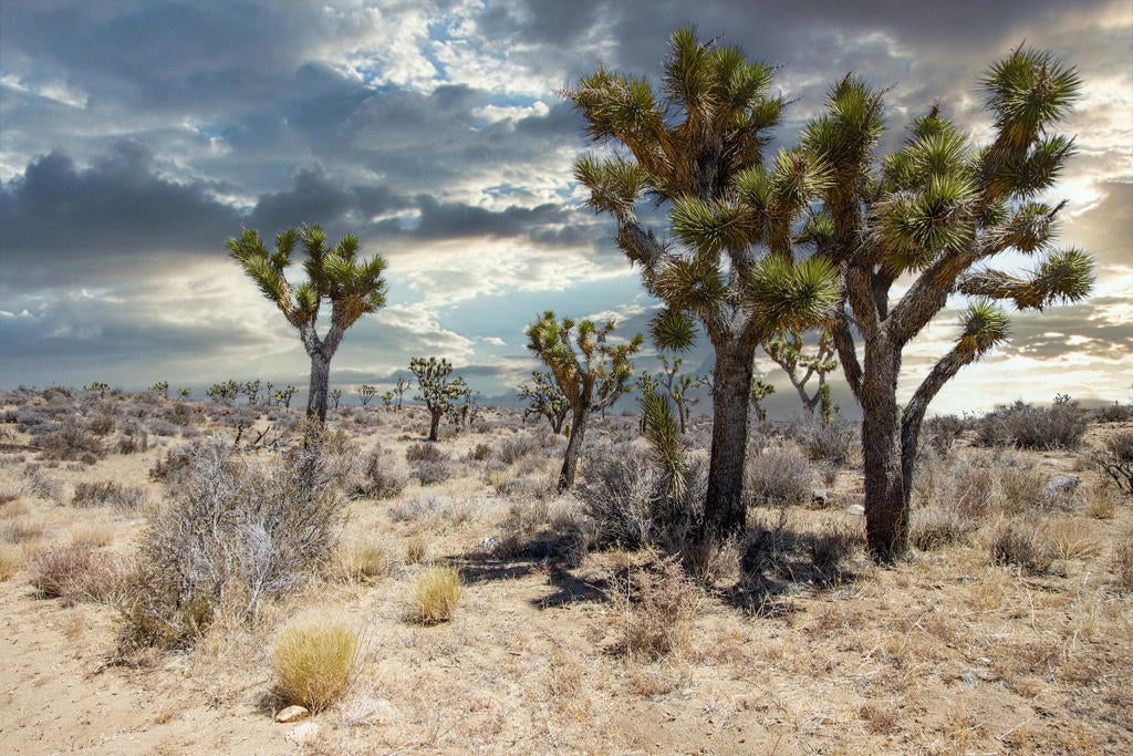 Photo of Listing #219133468PS